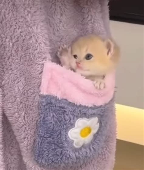 Illegally Smol Pocket Pussy R Pocketpussy