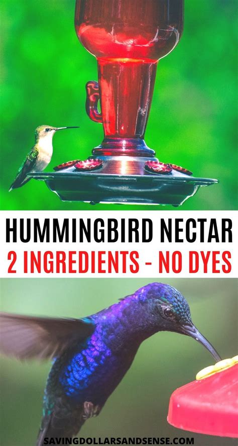 Easy Hummingbird Food Recipe Hummingbird Food Nectar Recipe