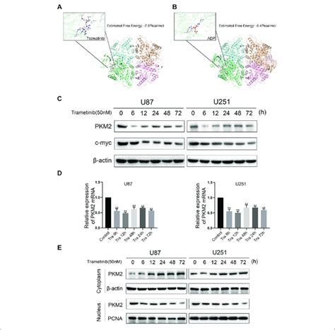 Trametinib May Inhibit The Expression Activity Of PKM2 By Interacting