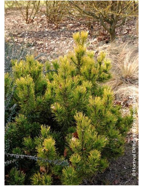 Pinus Mugo Winter Gold Pin Des Montagnes