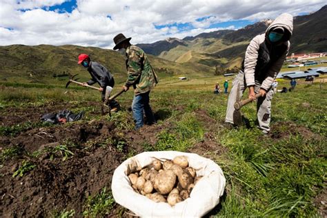 Precio De La Papa Seguirá Aumentando Por Crisis De Los Fertilizantes Y