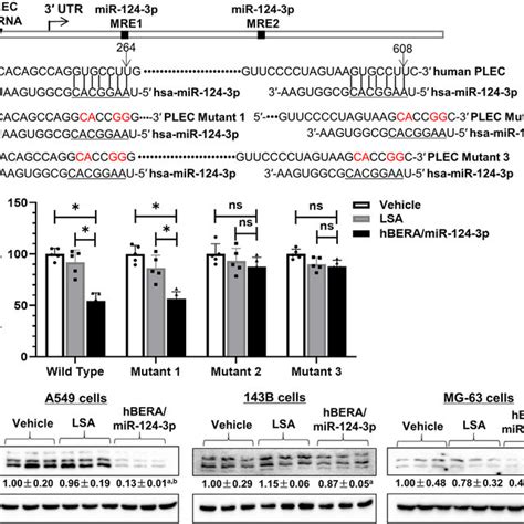 Bioengineered MiR 124 3p Selectively Controls The Levels Of Many