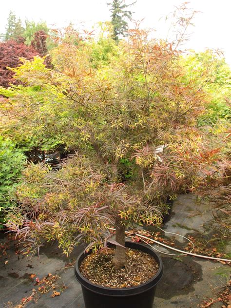 Acer Palmatum Villa Taranto Specimen Conifer Kingdom