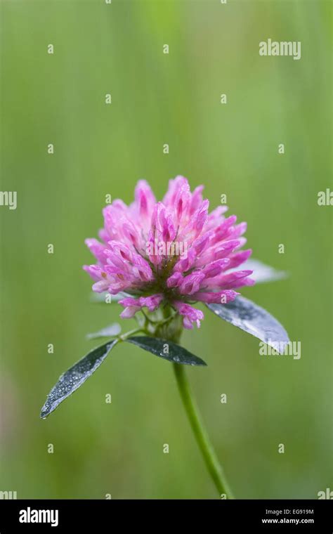 Trifolium Pratense Rotklee Fotos Und Bildmaterial In Hoher Aufl Sung