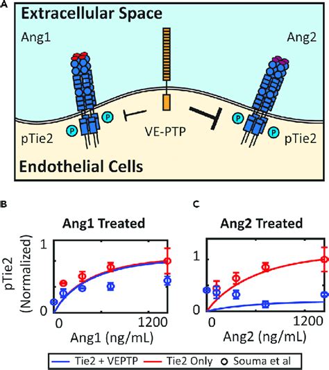 Ve Ptp Reduces Ang2 Induced Activation Of Tie2 But Not Ang1 A Ve Ptp