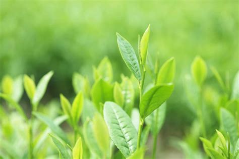 Tea Tree Bienfaits Et Utilisations Pour La Peau Information