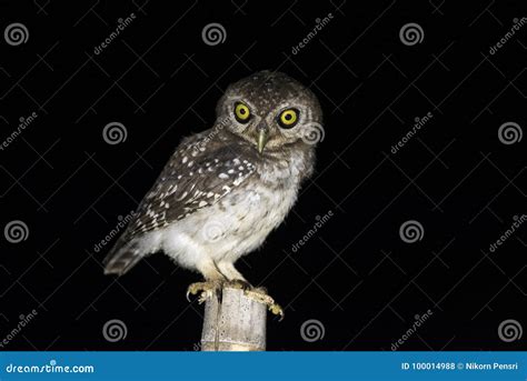 owl bird sitting stock photo image  emotion autumn