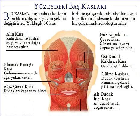 Kas Sistemi Nedir Kas Sisteminin Yap S Ve G Revleri Sayfa