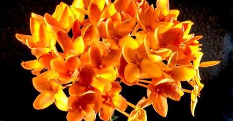 Your Most Essential Guide Towards Dendrobium Orchid Care | GearTrench