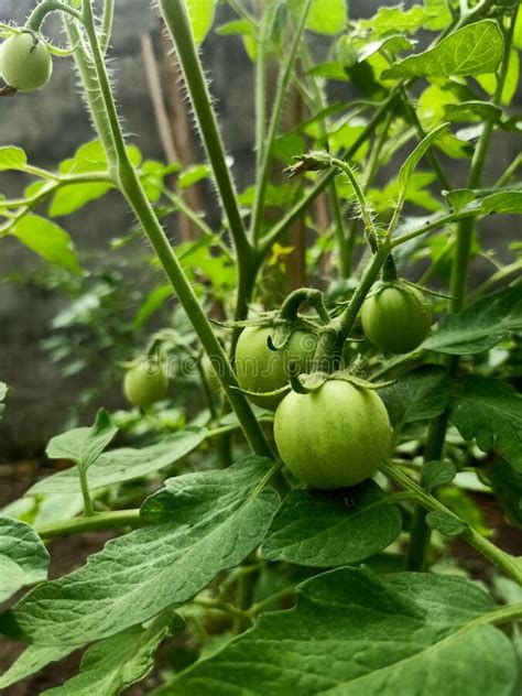 Another Plant In My Momand X27 S Garden And X28 Green Tomatoand X29 Stock Image Image Of Garden