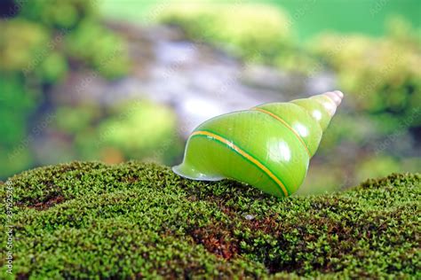 Emerald green snail or Green tree snail, scientific name : Papustyla ...