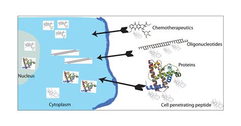 Cell Penetrating Peptides Strategies For Anticancer Off