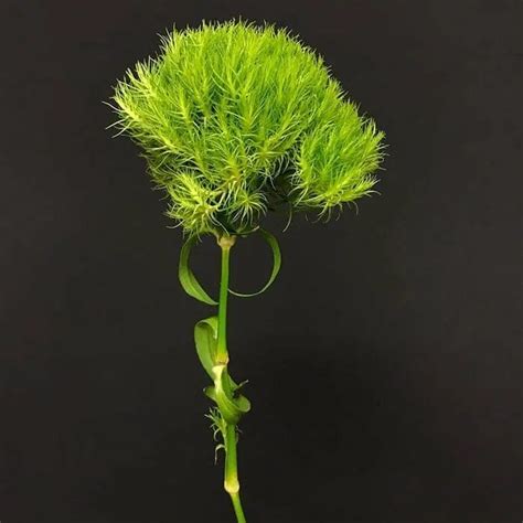 Dianthus Green Ball » Bay Area Flower Market