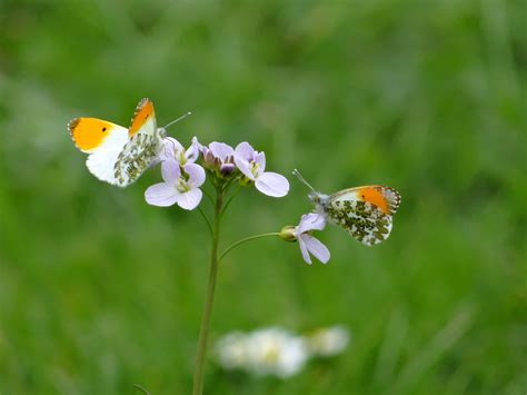 Accueillir la biodiversité au jardin Nature en ville à Cergy Pontoise