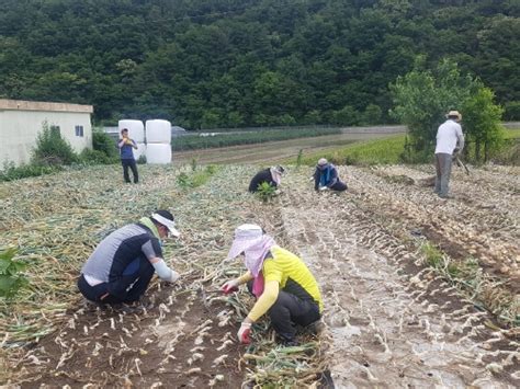 의령군 농촌일손돕기 구슬땀 연합뉴스