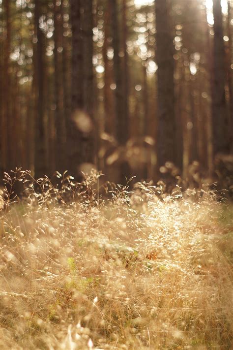 A Grass Field During Sunset · Free Stock Photo