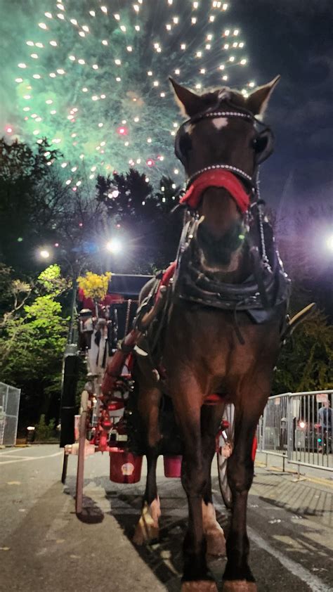 Gallery - Nyc Horse and Carriage Ride