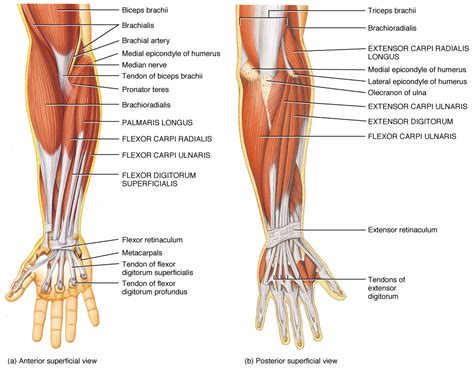 Wrist Tendon Anatomy