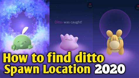 How To Find Ditto Spawn Location Catching Wild Ditto In Pokemon Go