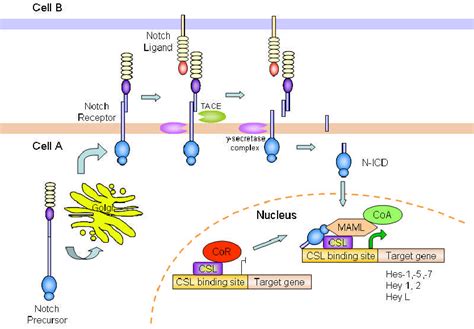 Notch Signaling