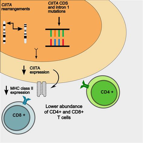 Genomic Alterations In Ciita Are Frequent In Primary Mediastinal Large