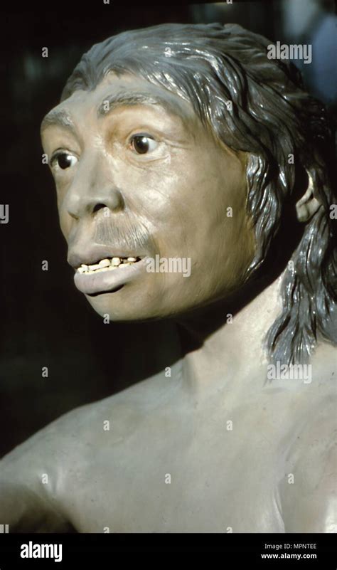 Neanderthal Female Hi Res Stock Photography And Images Alamy