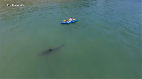 10 Foot Great White Shark Swims Near Monterey Bay Kayaker Video