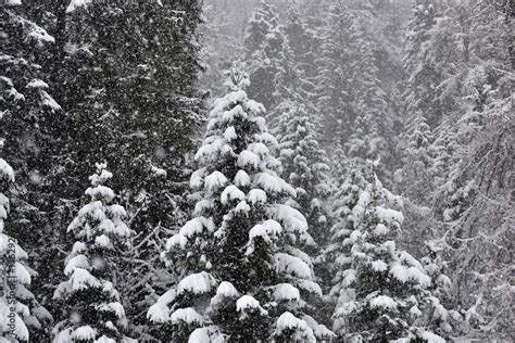 Foto Stock Neve Montagna Bosco Alberi Innevati Nevica Rami Neve Bianco