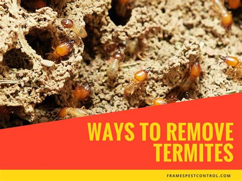 Ways To Remove Termites Termite Control Termites Termite Spray