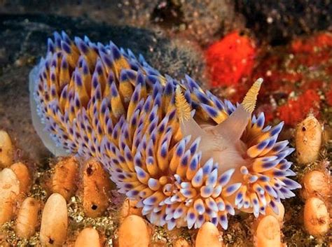 Gas Flame Nudibranch Bonisa Nakaza Ocean Creatures Sea Slug Sea