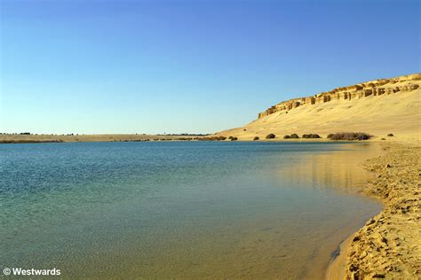 A Visit To Wadi Al Hitan Exploring Fantastic Whale Fossils