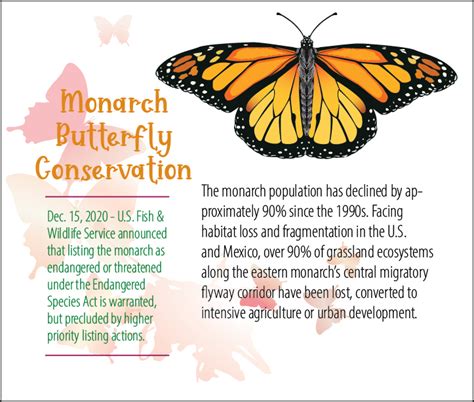 Monarch Butterfly Conservation