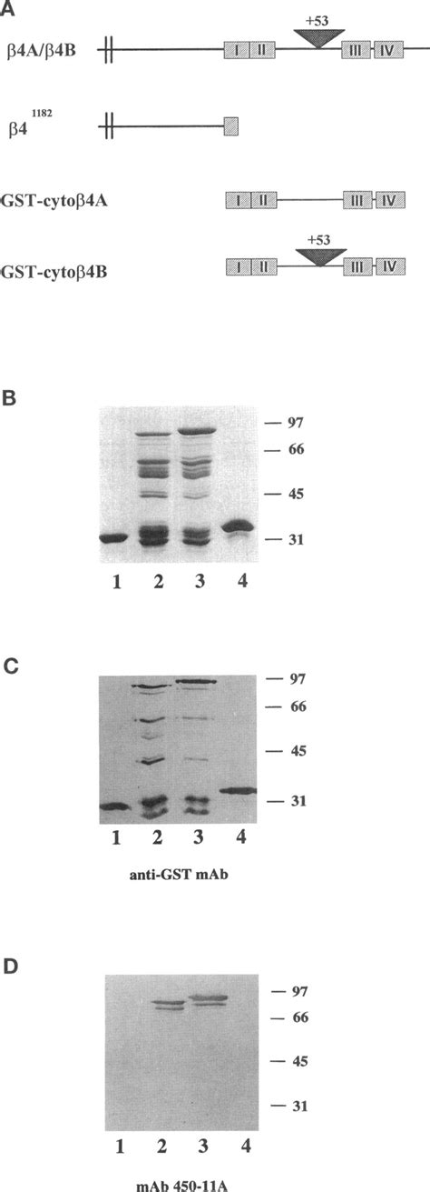 Characterization Of B Deletion Mutants And Expression Of Gst Fusion