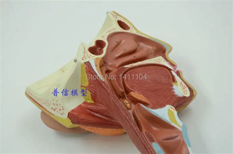 Free Shippingthe Pharyngeal Muscle Model Laryngeal Anatomy Modelthe