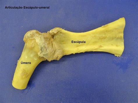 Articula O Esc Pula E Mero Anatomia Veterin Ria I