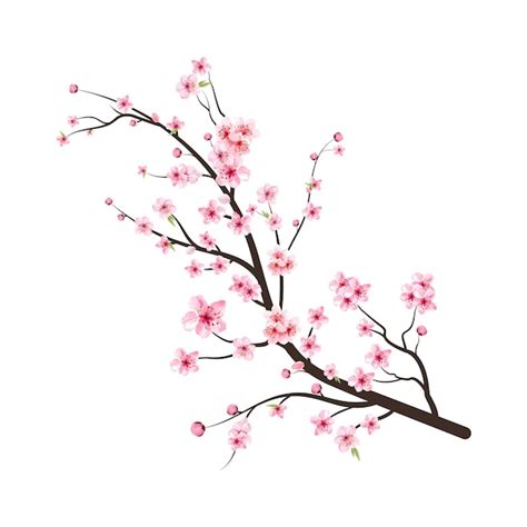 Premium Vector | Cherry blossom branch with sakura flower. watercolor ...