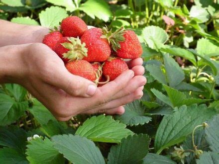 6 рецептов подкормки клубники весной для большого урожая