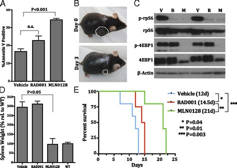 Myc And Mtor Converge On A Common Node In Protein Synthesis Control