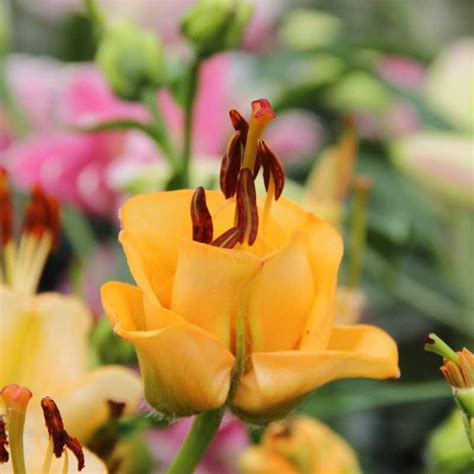 О тюльпановидной лилии эприкот фадж (описание и характеристики гибрида ...