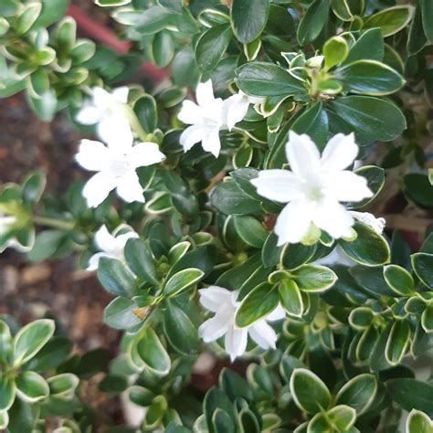 Serissa Foetida Variegata Serissa 22 Cm