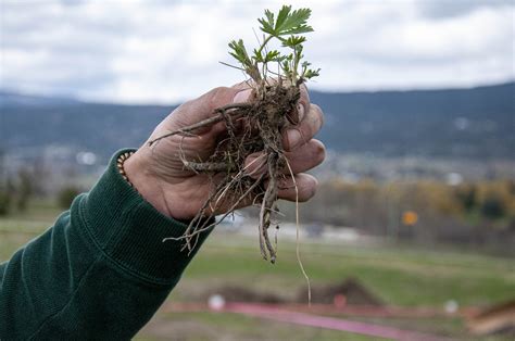 Living a land acknowledgement: UBCO's grassland transformation