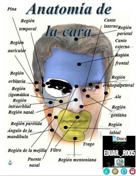 Sentirse Mal Electropositivo Cereal Anatomia Cara Gatear C Sped Prematuro