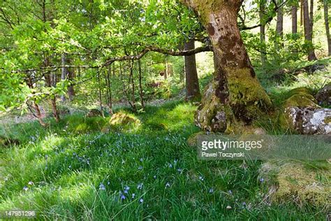 Snowdonia Flowers Photos and Premium High Res Pictures - Getty Images