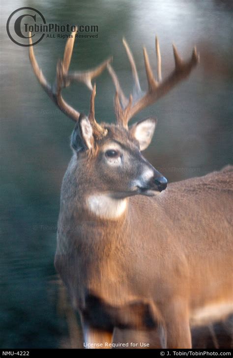 Deer Reflection Water Picture