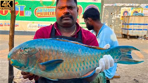 Kasimedu Speed Selvam Very Rare Parrot Fish Cutting Video In