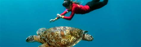 Port Douglas Snorkeling Best Day Tours on the Great Barrier Reef