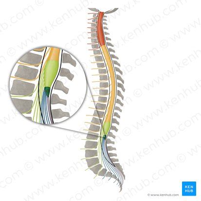 Cone Medular E Cauda Equina Anatomia E Funções Kenhub