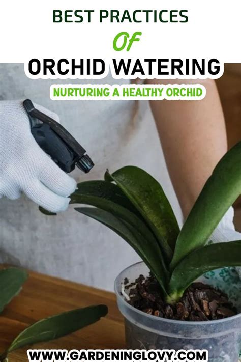 Best Practices For Orchid Watering! | Orchids in water, Outdoor ...