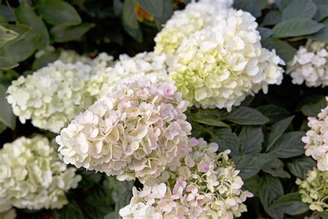 Pluimhortensia Snoeien Wanneer En Hoe Doe Je Dat Gardeners World