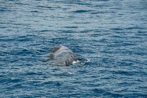 Whale Watching in the Atlantic Ocean Stock Image - Image of marine, animal: 154367085